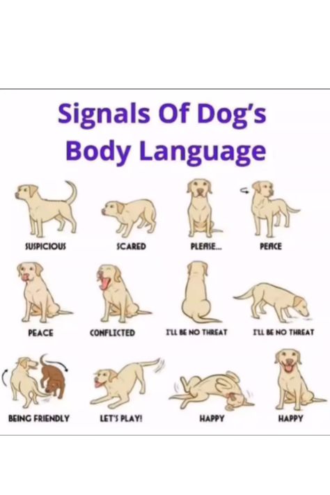 Illustration of various dog body language signals showing emotions like suspicious, scared, happy, and friendly behavior. Dog Body Language, Improve Communication, Pet Care Tips, Pet Owner, Pet Training, Dog Behavior, Dog Health, Puppy Training, Body Language