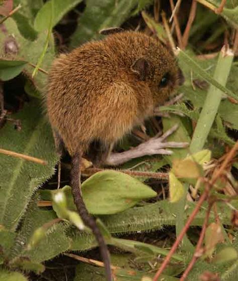 Pacific Jumping Mouse Jumping Mice, Jumping Mouse, American Wildlife, Inktober 2024, Funny Mouse, Wild Kingdom, Petting Zoo, Oc Inspo, Chicken Scratch