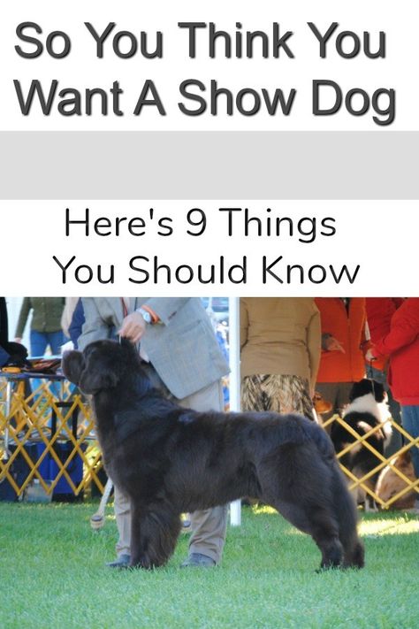 Guard Dog Training, Pit Bull Puppy, Show Dogs, Westminster Dog Show, Newfoundland Dogs, Kerry Blue Terrier, House Training Dogs, Dog Projects, Dog Breeder