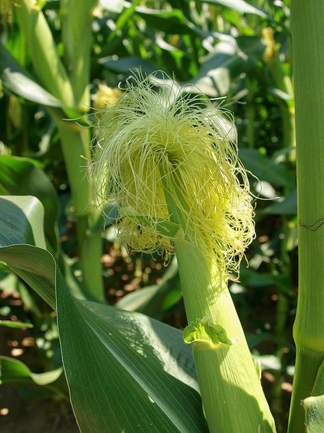 Circleville Ohio, Corn Silk, Plant People, Dandelion, Corn, Ohio, Herbs, Silk, Plants