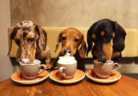 Every Dog Breed, Dog Cafe, Miniature Dachshunds, Long Haired Dachshund, Weenie Dogs, Dachshund Lovers, Dachshund Puppies, Dachshund Love, Weiner Dog