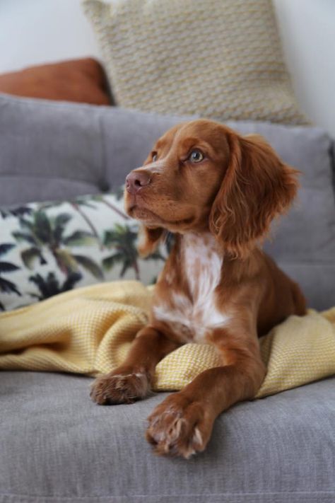 My top 5 cocker spaniel training tips you REALLY need to know. Plus my recommended products to buy before your little one comes home! British Cocker Spaniel, Red Working Cocker Spaniel, Field Cocker Spaniel, Red Cocker Spaniel Puppies, Golden Show Cocker Spaniel, Cocker Spaniel Training, Red English Cocker Spaniel, Sprocker Spaniel Puppy, Cocker Spaniel Working