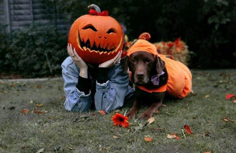 Dog Pumpkin Head Photoshoot, Pumpkin Head Photoshoot With Dog, Halloween Photoshoot With Dog, Dog Halloween Photoshoot, Halloween Dog Photoshoot, Good Boy Ollie, Spooky Photography, Calendar Photoshoot, Halloween Portraits