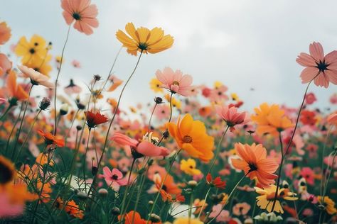 Colorful flower field backgrounds landscape outdoors. | free image by rawpixel.com Flower Field Photography, Backgrounds Landscape, Fun Wallpapers, Google Themes, Yellow Fields, Calendula Flower, French Flowers, Pretty Backgrounds, Field Of Flowers