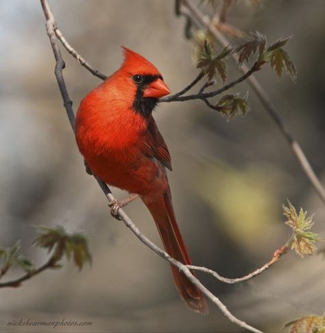 Bird Silhouette Art, Cardinal Painting, Bird Identification, Beautiful Wallpapers For Iphone, Sunflower Pictures, Northern Cardinal, Cardinal Bird, Skull Painting, Bird Silhouette