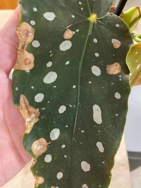 Spotted Begonia Care, Polka Dot Begonia, Spotted Begonia, Begonia Maculata, Plant Tissue, Brown Spots, Water Spots, Big Leaves, Plant Wallpaper