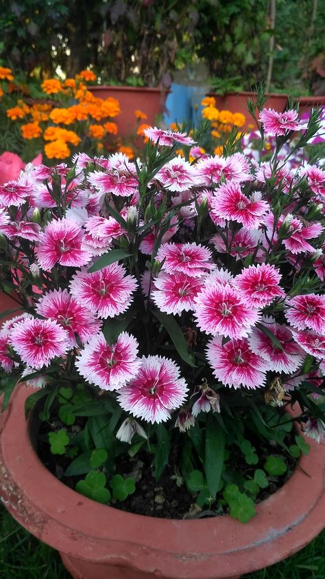 Rainbow pink Dianthus chinensis Dianthus Flowers Landscape, Dianthus Chinensis, Sweet William Flowers, Flower Garden Images, Pink Dianthus, Dianthus Flowers, Growing Mint, Flower Shop Decor, Herbal Plants