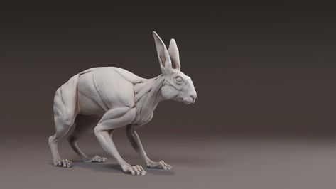 ArtStation - Rabbit Sculpture Anatomy, Rabbit Anatomy, Rabbit Skeleton, Art Timeline, Rabbit Sculpture, Animal Anatomy, Clay Figurine, 3d Modelling, Brown Bear