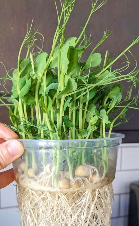 Microgreens Garden, Pea Plants, Growing Sweet Peas, Growing Peas, Growing Sprouts, Pea Shoots, Vegetable Benefits, Growing Microgreens, Growing Greens