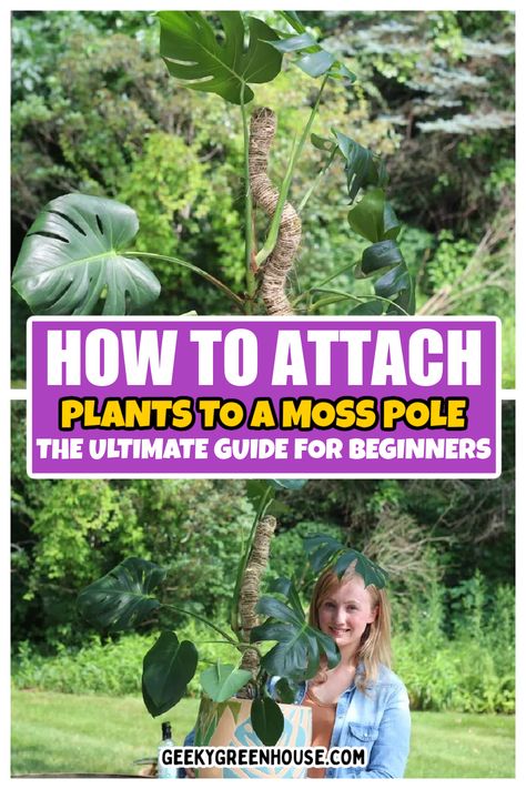 Attaching your houseplants to a moss pole is a great way to support them as they grow. Use this guide to learn how to attach and support your monstera (and other large houseplants) to a moss pole. It's easy to learn! How To Use A Moss Pole Monstera, Moss Pole Monstera, Large Houseplants, Houseplant Tips, Moss Pole, Front Patio, Peat Moss, Monstera Plant, Monstera Deliciosa