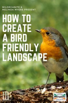 Bird Garden Ideas Landscapes, Backyard Birds Watching, Garden Ideas Uk, Backyard Birds Sanctuary, Bird Fountain, Gardening Landscaping, Bird Bath Garden, How To Attract Birds, Landscape Plans