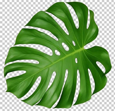 Cheese Plant Leaf, Plastic Effect, Background Leaf, Effect Photo, Leaves Png, Swiss Cheese Plant, Leaf Illustration, Cheese Plant, Leaf Drawing