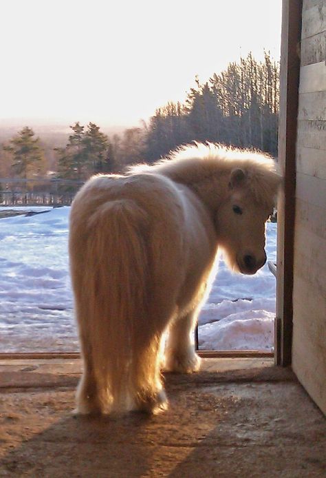 (image) Beauty & Love comes in all sizes. "Hey, I'm not fat, I'm just short for my size!" Miniature Ponies, Mini Horses, Miniature Horses, Shetland Pony, Cute Ponies, Mini Horse, Baby Horses, Miniature Horse, Cute Horses