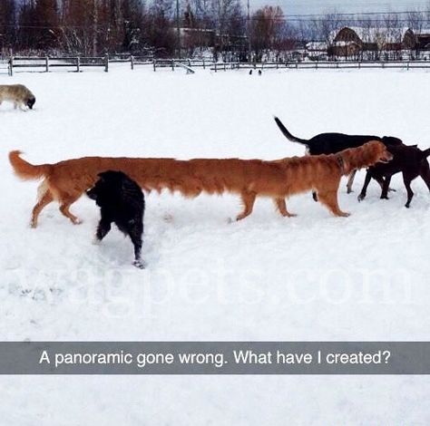 A panoramic gone wrong. What have I created? Panoramic Pictures, Best Of Tumblr, Panoramic Photo, Photo Fails, Memes Humor, Funny Animal Memes, Cartoon Dog, Funny Animal Pictures, Dog Memes