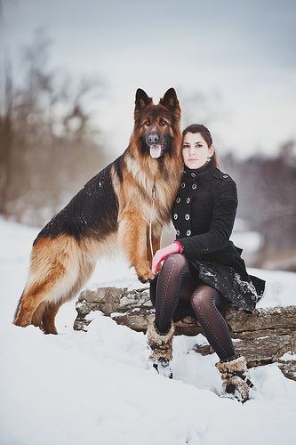 GSD German Shepherd And Owner Photography, German Shepherd Photoshoot With Owner, Business Poses, Doberman Pinscher Blue, Pet Photography Poses, Dog Foto, Doberman Pinscher Puppy, German Shepherd Pictures, Animal Photoshoot