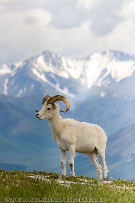 Dall sheep ram, Alaska Range, Denali National Park, Interior, Alaska. Dall Sheep, Wild Sheep, Suffolk Sheep, Personalized Coloring Book, Alaska Photos, Camper Art, Big Horn Sheep, Sheep Art, Animal Anatomy