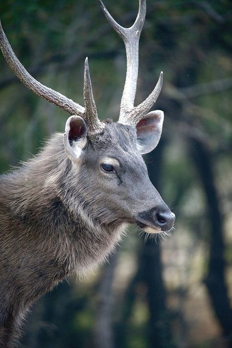 Sambar Deer, Vietnam Trip, Animal Studies, Prey Animals, Angkor Thom, Deer Photos, The Stag, Animal Study, Animal References