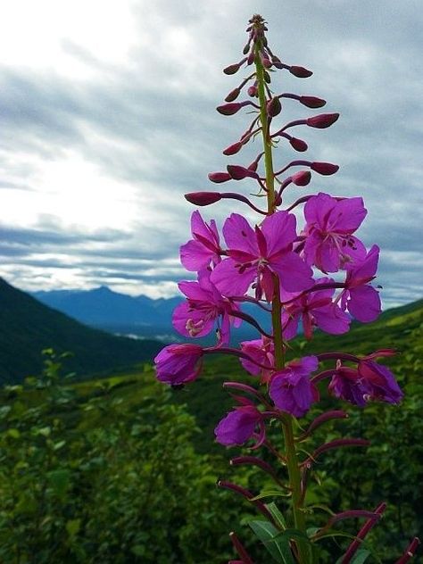 Épilobes en Alaska. Mountain And Wildflowers, Alaska Fireweed, I Am Successful, New Zealand Lupine Fields, Mount Rainier Wildflowers, Lupine Flowers Mountain, Purple Flowers Field, Alaska Art, North To Alaska