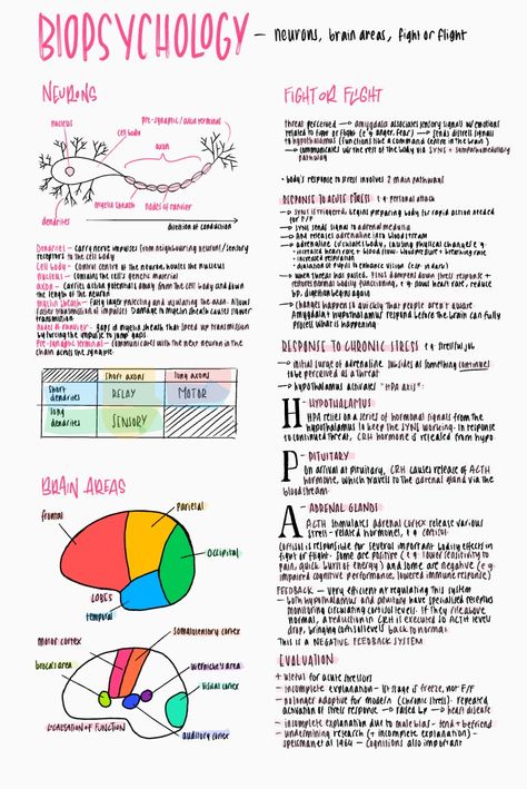 How The Brain Works Psychology, Study Psychology Notes, How To Revise For Psychology, Good Notes Psychology, Biological Approach Psychology Notes, Goodnotes Psychology Notes, Ap Psychology Brain Project, Aqa Alevel Psychology, Psychology Notes University