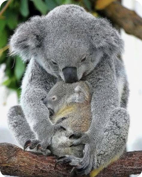 Cute Koalas, Adorable Baby Animals, Koala Bears, Baby Koala, Animal Babies, Wild Creatures, Lovely Animals, Australian Animals, Animal World