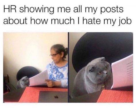 Workplace Humor, Office Life, Hilarious Memes, Work Memes, Memes Humor, Funny Cat Pictures, Nurse Humor, Work Humor, My Job