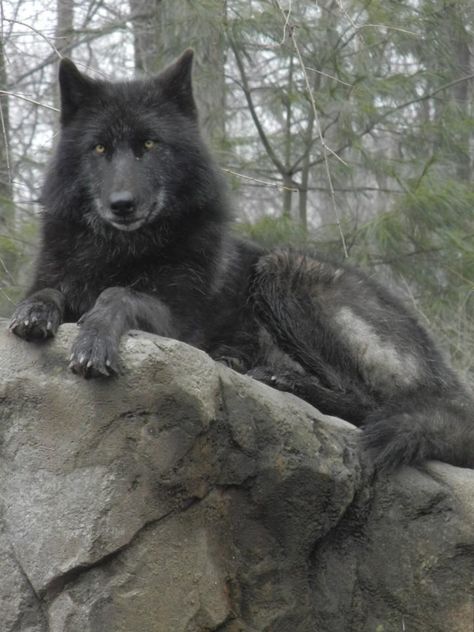 Black Wolf STOP KILLING WOLVES ! Black Wolf Growling, Black Dire Wolf, Large Black Wolf, Black Wolf Therian, Yukon Wolf, Wolf Packs, Black Wolves, Large Wolf, Mystical Wolf