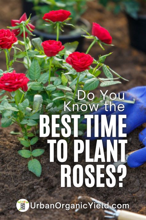 If you want to know when to plant roses, you don't need to look any further. With this complete guide, you can find answers to all your questions. It covers everything from how to prepare the land and think about the climate to which fertilizers to use. Read on to learn how to plant roses that will grow well no matter what time of year it is. What Flowers Go With Roses, Rose Garden Care Tips, How To Grow Rose Bushes, How To Plant A Rose Bush, Roses Planting Tips, How To Plant Roses Bushes, What To Plant With Rose Bushes, Where To Plant Rose Bushes, When To Plant Rose Bushes