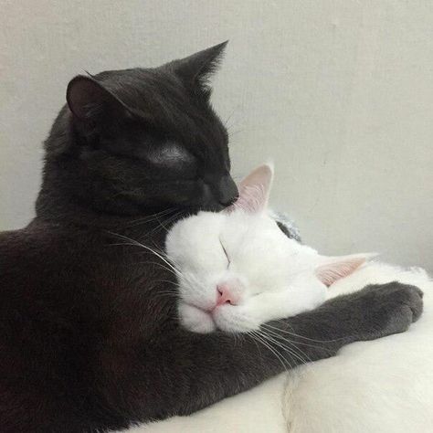 <3https://ift.tt/2ngBpZZ National Cat Day, Black And White Cat, White Cats, Funny Cat Pictures, Cat Aesthetic, Cute Kittens, Pretty Cats, Beautiful Cats, Baby Cats