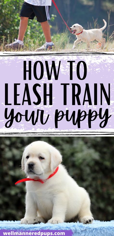 Puppy Leash Training, Leash Training Puppy, Training A Puppy, Train Your Puppy, Puppy Leash, Dog Leash Training, Puppy Biting, Dog Training Advice, Leash Training