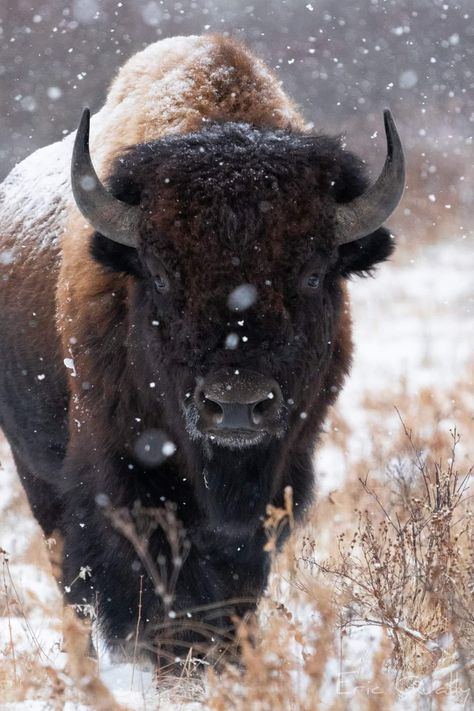 Bison Wallpaper Iphone, Bison Wallpaper, Bison Photography, Bison Art, Musk Ox, American Bison, Majestic Animals, Animal Pics, Wild Ones