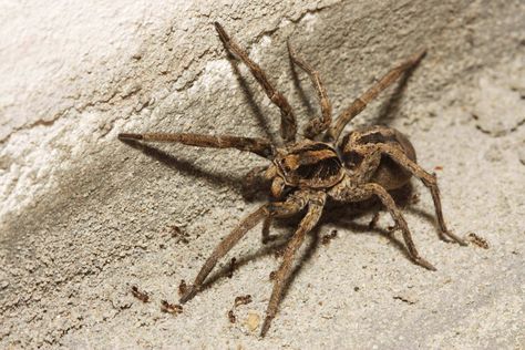 Wolf Spiders, Hobo Spider, Common Spiders, Recluse Spider, Get Rid Of Spiders, House Spider, Brown Recluse, Wolf Spider, Widow Spider