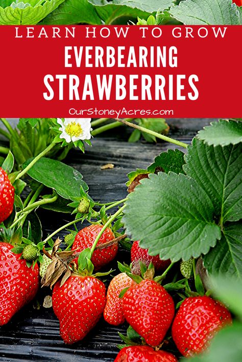 How To Grow Strawberries, Everbearing Strawberries, Grow Strawberries, Gardening Backyard, Strawberry Garden, Fall Vegetables, Backyard Vegetable Gardens, Organic Vegetable Garden, Growing Strawberries