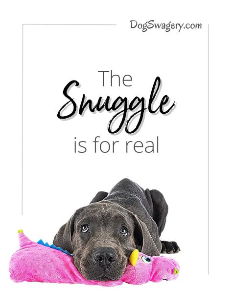 Dog Quotes about Puppies: The snuggle is so real. Dog Snuggles Quotes, Dog Cuddles Quotes, Snuggles Quotes, Quotes About Puppies, Snuggling Quotes, Dog Swag, Lovable Quotes, Treat Quotes, Cuddle Quotes