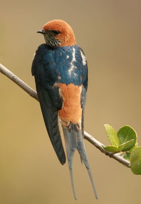 Lesser-striped Swallow (Cecropis abyssinica) Africa African Swallow, South African Birds, African Birds, Birds In The Sky, World Birds, Bird Wings, Kinds Of Birds, Flying Insects, Southern Africa