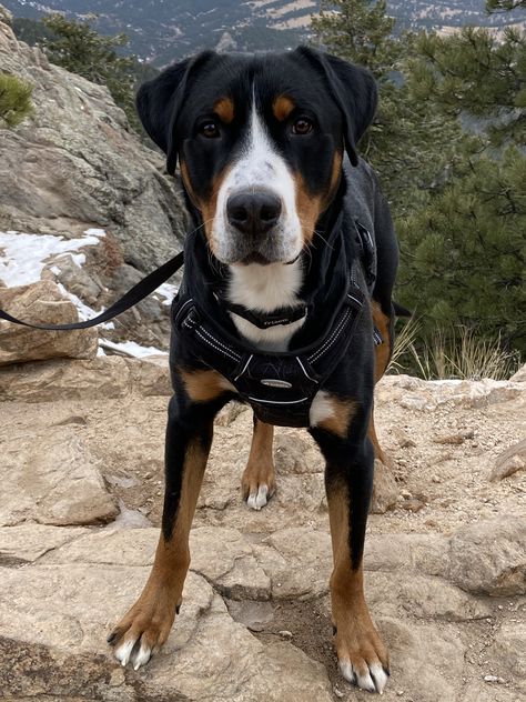 Greater Swiss Mountain Dog Puppy, Swiss Mountain Dog Puppy, Country Dogs, Great Swiss Mountain Dog, Greater Swiss Mountain Dog, Scary Dogs, Swiss Mountain Dogs, Cute Dog Photos, Hiking Dogs