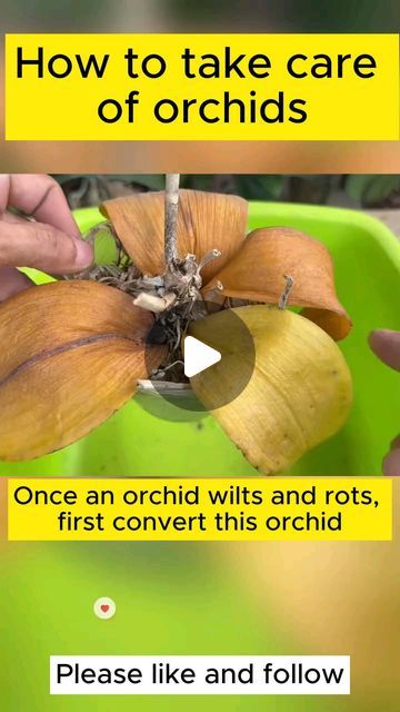 Repotting Orchids How To, How To Take Care Of An Orchid, How To Take Care Of Orchids Plants, Orchid Care For Beginners, How To Care For Orchids, Orchid Garden Ideas Backyards, How To Revive An Orchid, Diy Orchid Pot, Orchids Care For Beginners