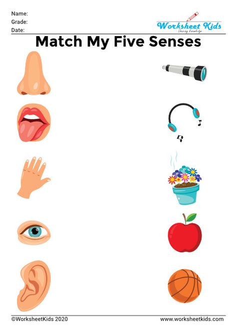 Senses Worksheets For Kids, Five Senses Activities, Body Parts Preschool Activities, Five Senses Worksheet, 5 Senses Activities, Education Illustration, Worksheet For Preschool, Senses Preschool, My Five Senses