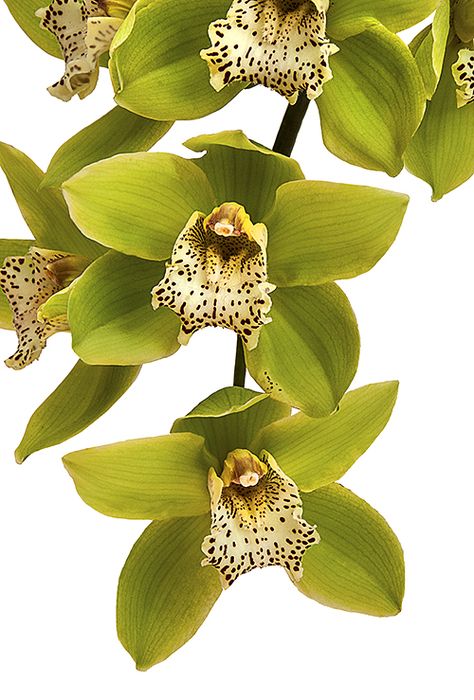 Cymbidium Orchids - Year Round Orchid Seeds, Green Orchid, Exotic Orchids, Cymbidium Orchids, Unusual Flowers, Beautiful Orchids, Rare Flowers, Green Dragon, Orchid Plants