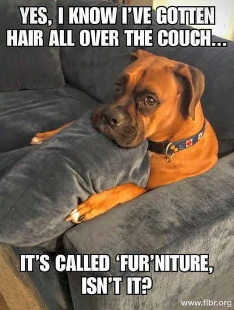 50 Funny Animal Pictures – Funnyfoto | Funny Pictures - Videos - Gifs - Page 33 Dog Jokes, Cute Animal Memes, Söt Katt, Funny Dog Memes, Funny Animal Quotes, Funny Cats And Dogs, Funny Dog Pictures, Funny Animal Jokes, Baby Animals Funny