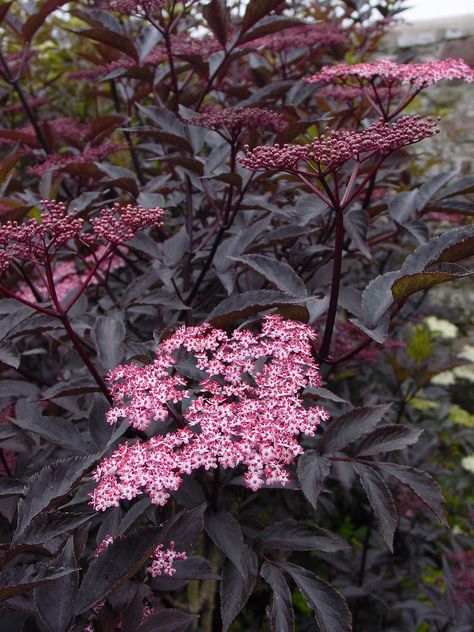 Double Knockout Roses, Sambucus Nigra, Smooth Hydrangea, Knockout Roses, Long Blooming Perennials, Bushes And Shrubs, Hydrangea Arborescens, Flowering Bushes, Gothic Garden