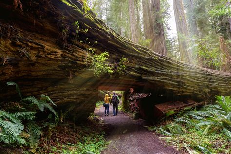 TPG's complete guide to visiting California's redwood forests Redwood Forest California, Humboldt Redwoods State Park, Sequoia Sempervirens, Coast Redwood, Coastal Redwood, Sequoia Tree, California Coastline, Redwood National Park, Redwood Tree