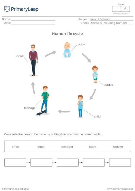 With this fun year 2 science worksheet, students will complete the human life cycle by putting the words in the correct order. Year 2 Worksheets, Butterfly Worksheet, Fun Facts About Lions, Human Life Cycle, Characteristics Of Living Things, Animals And Their Homes, Cycle For Kids, Introduction Activities, Tens And Units