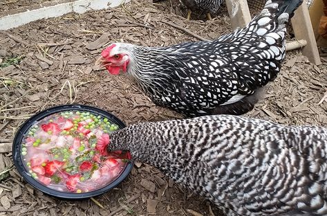 Tips for Keeping Your Chickens Cool in the Summer - Chicken Cooling Station, Keep Chickens Cool In Summer, How To Keep Chickens Cool In The Summer, Keep Chickens Warm In Winter, How To Keep Chickens Warm In Winter, How To Care For Chickens In The Winter, Keeping Chickens Entertained, Backyard Chicken Coop Plans, Chicken Life