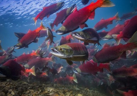 Ocean Facts, Salmon Run, Sockeye Salmon, Fish Species, Salmon Fish, Photography Help, Fish Eye Lens, All Fish, Red Fish