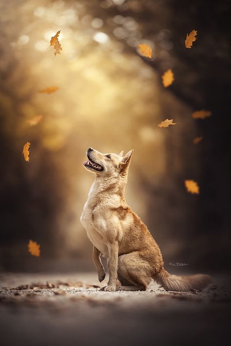 Fall Dog Photography, Dog Action Photography, Dog Photography Forest, Creative Pet Photography, Autumn Dog Photography, Dog Photography Creative, Fall Dog Photos, Dog Photography Ideas, Pet Photography Poses