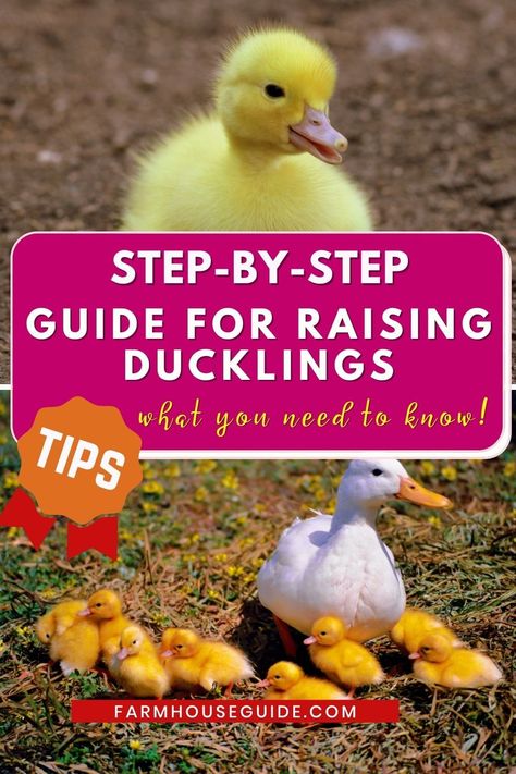 Baby Ducks Cute, Raising Ducklings, Pekin Ducklings, Duck Waterer, Rouen Duck, Khaki Campbell Ducks, Ducks Cute, Geese Breeds, Grandma Journal