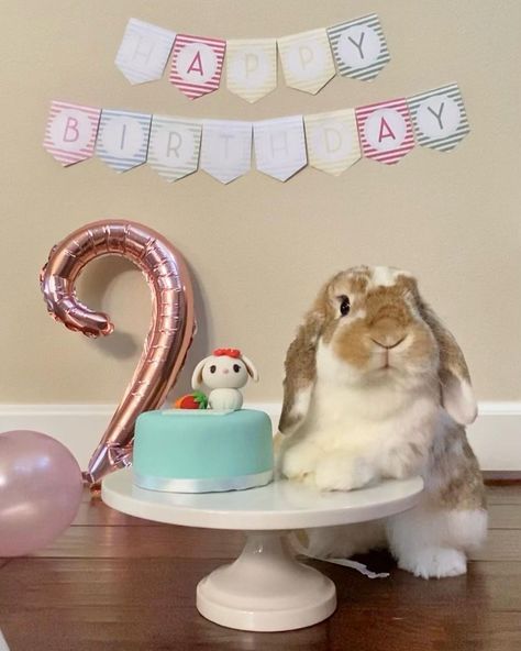 ♥️ c o o k i e🐰 on Instagram: “Mom is very pleased with the pictures from the photo shoot. Cookie did such a great job being a calm and well-behaved model. She is a…” Bunny Photoshoot, Wholesome Art, Bunny Things, Baby Potato, Rabbit Photos, Bunny Care, Instagram Mom, Bunny Mom, Bunny Birthday