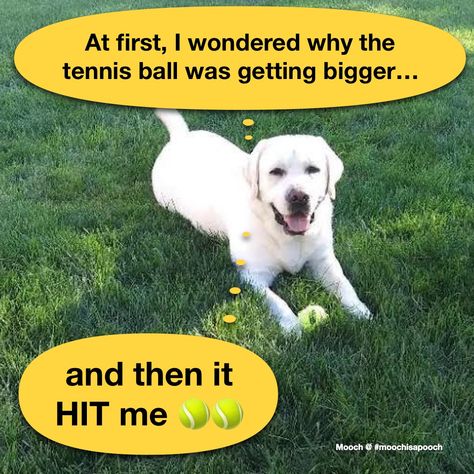 Tennis ball closer hit dog joke funny humor meme Funny Love Puns, Dog Meme, Dog Jokes, Love Puns, Joke Funny, Jokes Humor, Dog Adventure, Tennis Ball, Funny Love