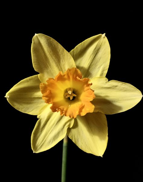 Daffodil Reference, Daphodil Flower, Book Reference, Nothing But Flowers, Yellow Aesthetic, Daffodils, Percy Jackson, Album Covers, Still Life