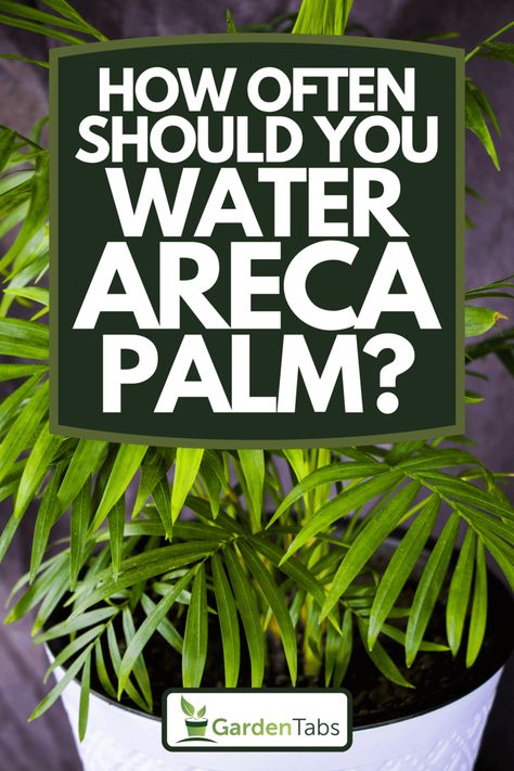 How Often Should You Water Areca Palm? - Garden Tabs Bamboo Palm Indoor, Areca Palm Care, Palm Plant Indoor, Areca Palm Indoor, Yukka Plant, Indoor Palm Plants, Palm Plant Care, Dypsis Lutescens, Areca Palm Plant